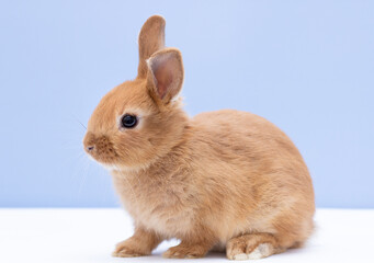 Red bunny rabbit portrait on blue background