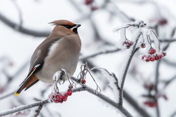 Waxwing bird animal winter wildlife