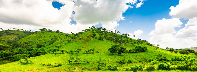 Dominican Republic jungle landscape - obrazy, fototapety, plakaty