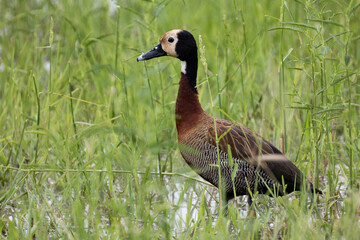 a white-faced whistling duck