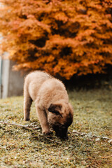 Chiot Berger Belge Tervuren