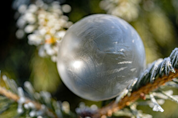 frozen soap bubble on a spruce at a frosty winter morning