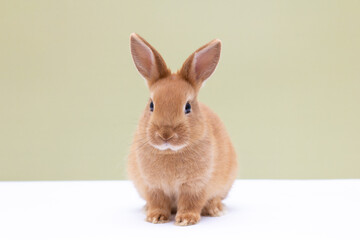 Red bunny rabbit portrait on background