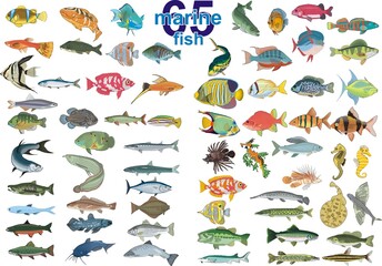 Set - 65 marine fish. Vector illustration on a transparent background