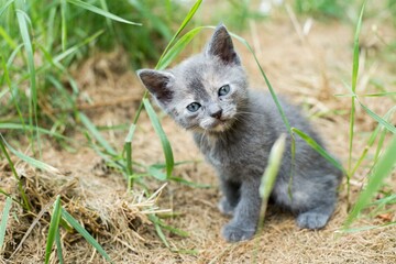 Obraz premium Cat, country life, kitten