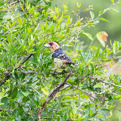 Crested Barbet