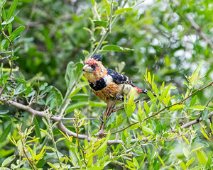 Crested Barbet