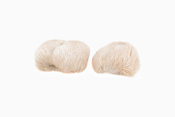 lion mane mushroom isolated on white background. © SAKORN