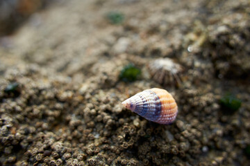 Snail on rocks. Crusty animal with orange and purple color obliquely from above on the beach.