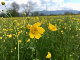 草原　花