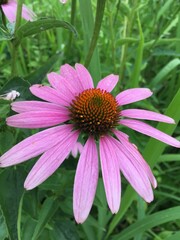 エキナセア　花