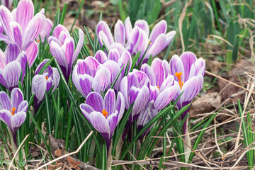 Purple crocus bloom close up. Spring flower macro
