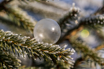 frozen soap bubble on a spruce at a frosty winter morning