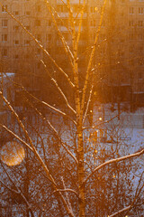 Vertical photo. View from the window in the city on a birch tree on a winter day, a multi-storey house in the background. Snowflakes glisten in the rays of the sun.