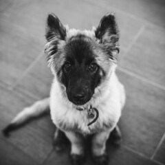 Chiot Berger Belge Tervuren
