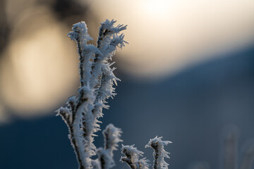 hoar frost on plants at a very cold winter day