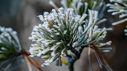 the needles from a swiss stone pine with hoar frost at a cold winter day