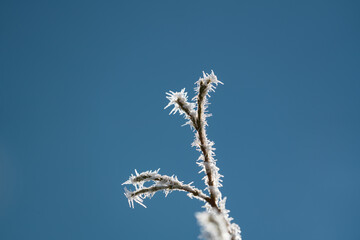 hoar frost on plants at a very cold winter day