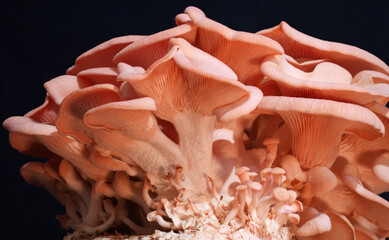 Beautiful pink Oyster mushrooms cluistered together