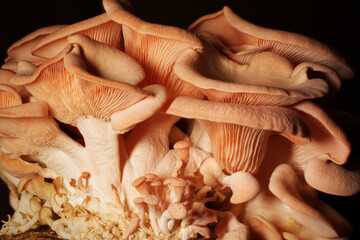 Pink Oyster mushroom cluster in high detail close up