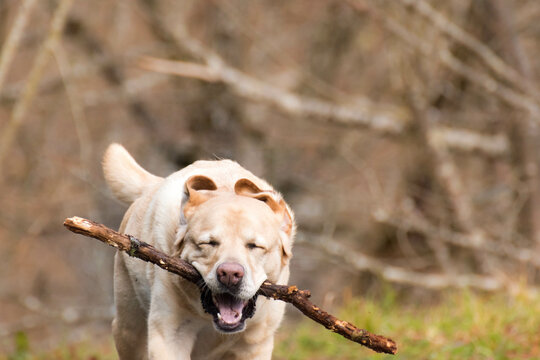 Un perro corre feliz con un palo