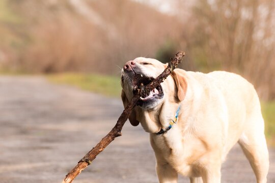 Retrato de un perro con un palo 