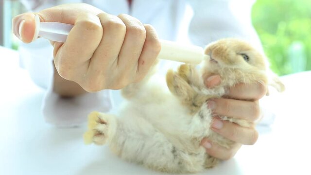 Female veterinarian feeding milk or drug syrup with dropper to little baby bunny easter rabbit on nature background.