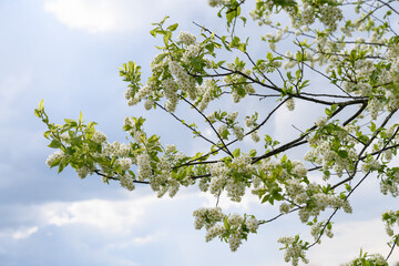 blossoming tree against sky