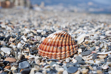 shells on the beach