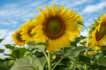Beautiful Sunflower in the Garden.