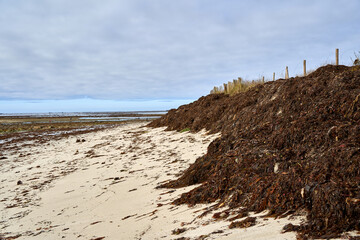 Many brown algae on the beach in france. Dead plants piled up. Gray sky.