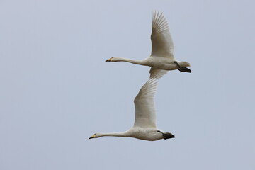 Whooper swans in the autumn (Cygnus cygnus) Iceland