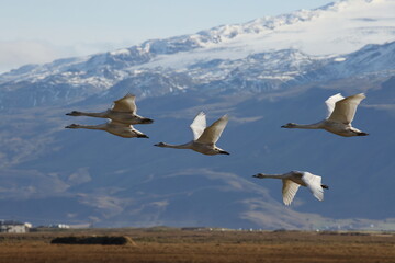 Fototapeta premium Whooper swans in the autumn (Cygnus cygnus) Iceland