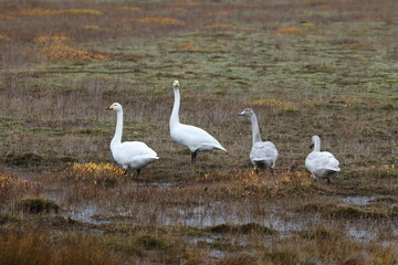 Whooper swans in the autumn (Cygnus cygnus) Iceland