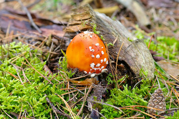 Fliegenpilz Pilz, Amanita Muscaria, im herbstlichen Wald- fly agaric,  Amanita Muscaria in forest