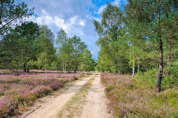 Fototapeta na wymiar Heidelandschaft im Spätsommer mit Wanderweg - Heath landscape with flowering Heather and path