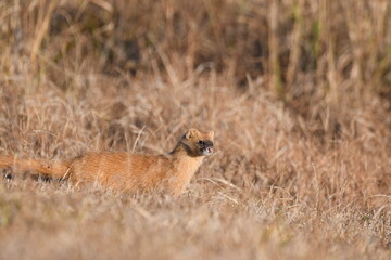 シベリアイタチ・日本・九州