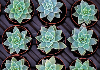 Plants of the genus Crassulaceae in pots at a flower shop. Succulents
