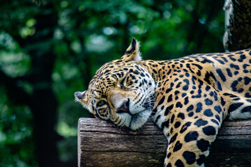 Winking Jaguar © Andras Szaknyeri