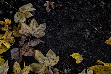 autumn leaves background
