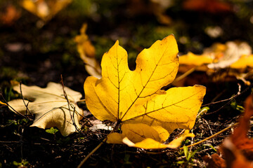 autumn leaves on the ground