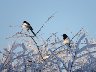 birds in the morning
And above beauty is beauty
These birds with the cold winter on the...