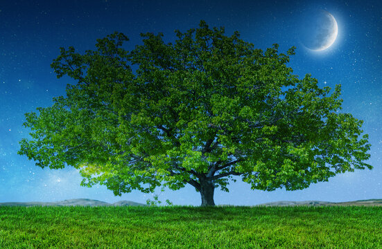 tree and moon, green grass field landscape in night
