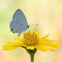 A tiny butterfly poses on a yellow flower