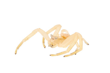 Crab spider isolated on white background, Thomisus onustus male