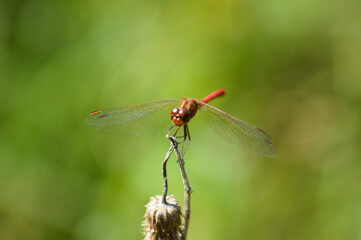 Dragonfly on a plant frontal closeup view with green blurred background