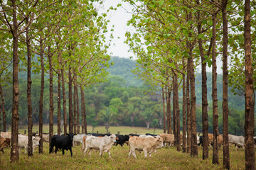 Cows in a rural paddock on straw with eucalyptus inside a farm in Brazil.