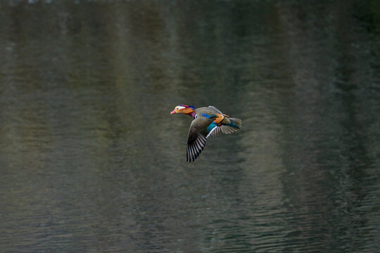 綺麗な鳥 Images Browse 106 Stock Photos Vectors And Video Adobe Stock