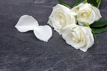 Weiße Rosen auf einem dunklem Hintergrund.