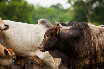 Cows in a rural paddock on straw with eucalyptus inside a farm in Brazil.